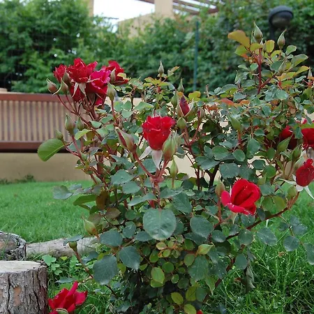 I Lentischi ヴィッラシミーウス